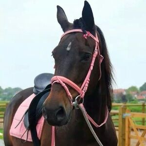 🤎 YOU are in the WESTERN Section 🤎